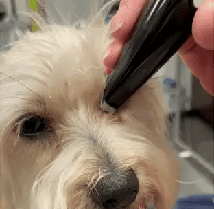 Hair Clipper for Stress-Free Grooming