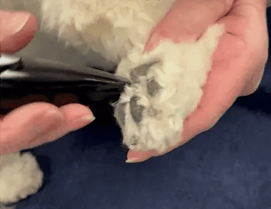 Hair Clipper for Stress-Free Grooming