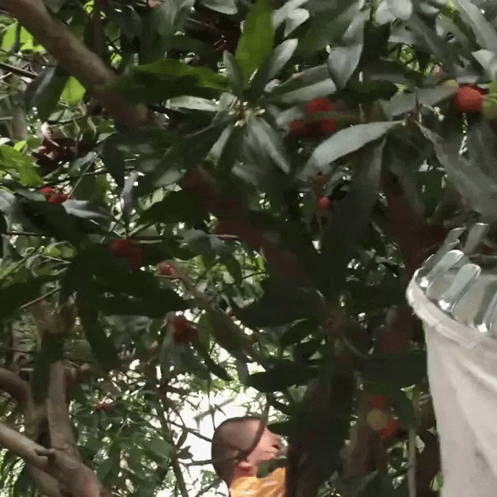 Telescopic Fruit Picker made of Stainless Steel (4 m Reach)