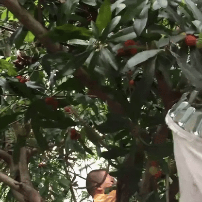 Telescopic Fruit Picker made of Stainless Steel (4 m Reach)