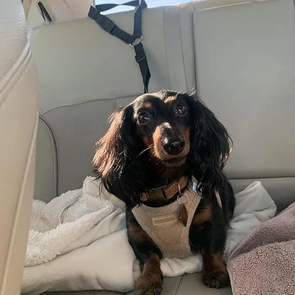 Dog Safety Belt & Leash 2-in-1